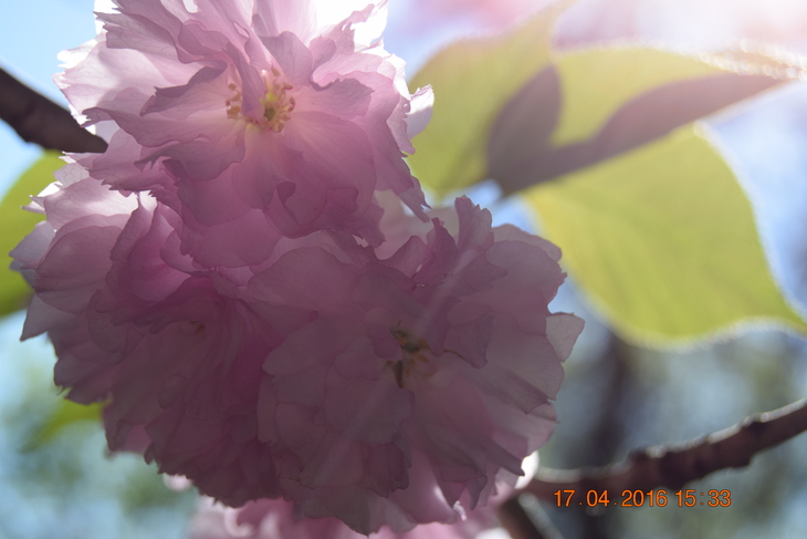 Image-normal