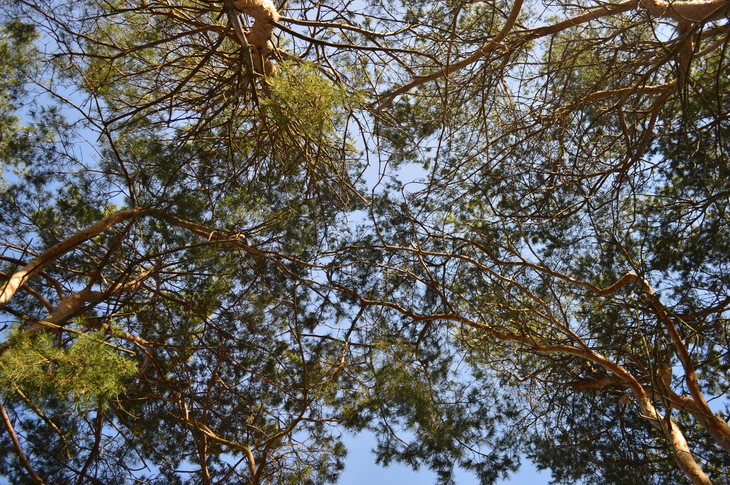Image-normal