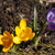 Image-square_50