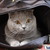 Image-square_50