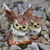 Image-square_50