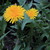 Image-square_50