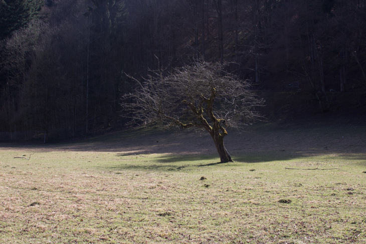 Image-normal