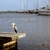 Image-square_50