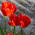 Image-square_50