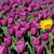 Image-square_50