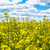 Image-square_50
