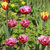 Image-square_50