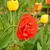 Image-square_50