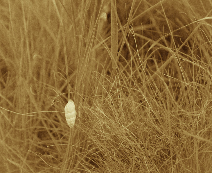 Image-normal