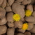 Image-square_50