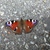 Image-square_50