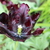 Image-square_50