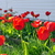 Image-square_50