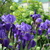 Image-square_50