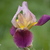 Image-square_50