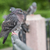 Image-square_50