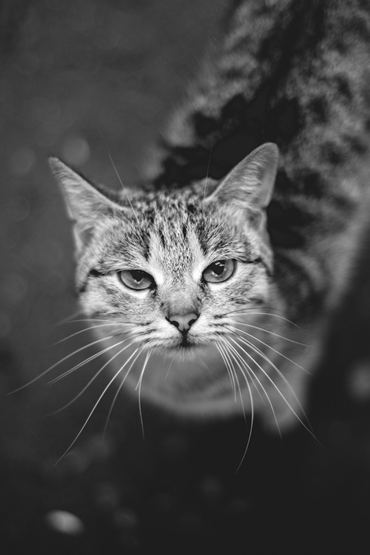 Image-normal