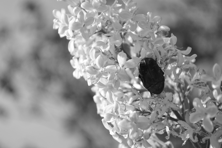 Image-normal