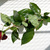 Image-square_50