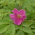 Image-square_50
