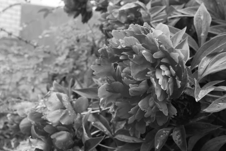 Image-normal
