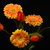 Image-square_50