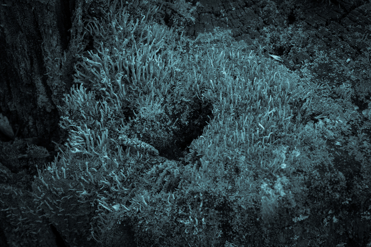 Image-normal