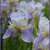 Image-square_50