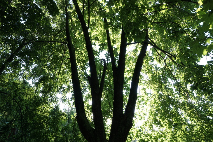 Image-normal