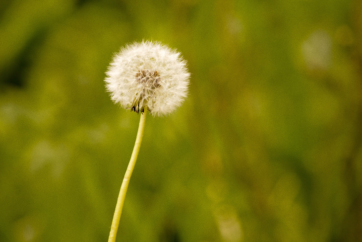 Image-normal