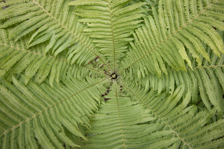 Image-normal