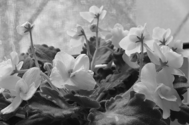 Image-normal