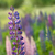 Image-square_50