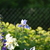 Image-square_50