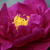 Image-square_50