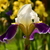 Image-square_50