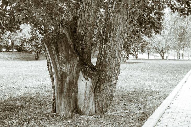 Image-normal