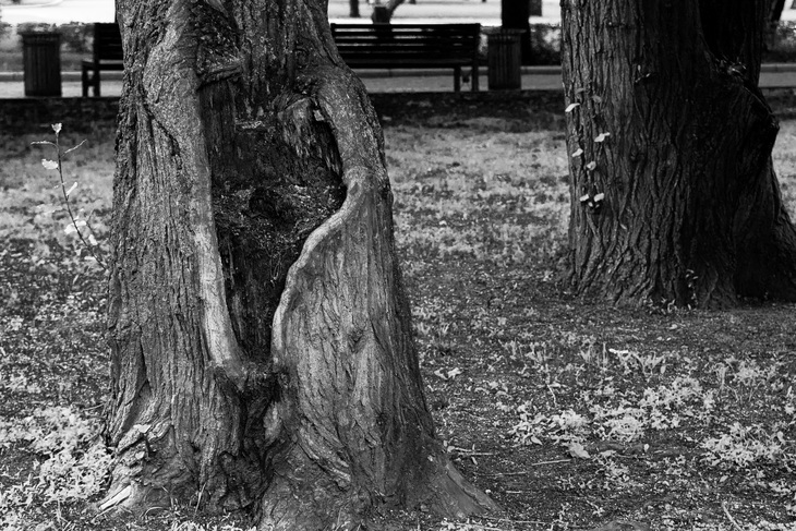 Image-normal